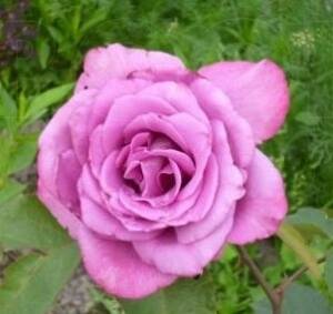 Róża wielokwiatowa - DEUTSCHE WELLE