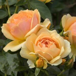 Róża wielokwiatowa - HANSESTADT ROSTOCK