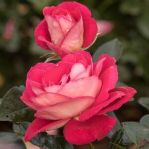 Róża wielokwiatowa - HEIMATMELODIE