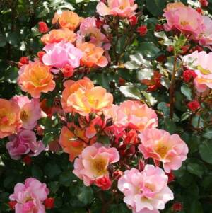 Róża okrywowa - JAZZ