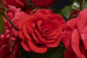 Róża pnąca JIVE COURTYARD