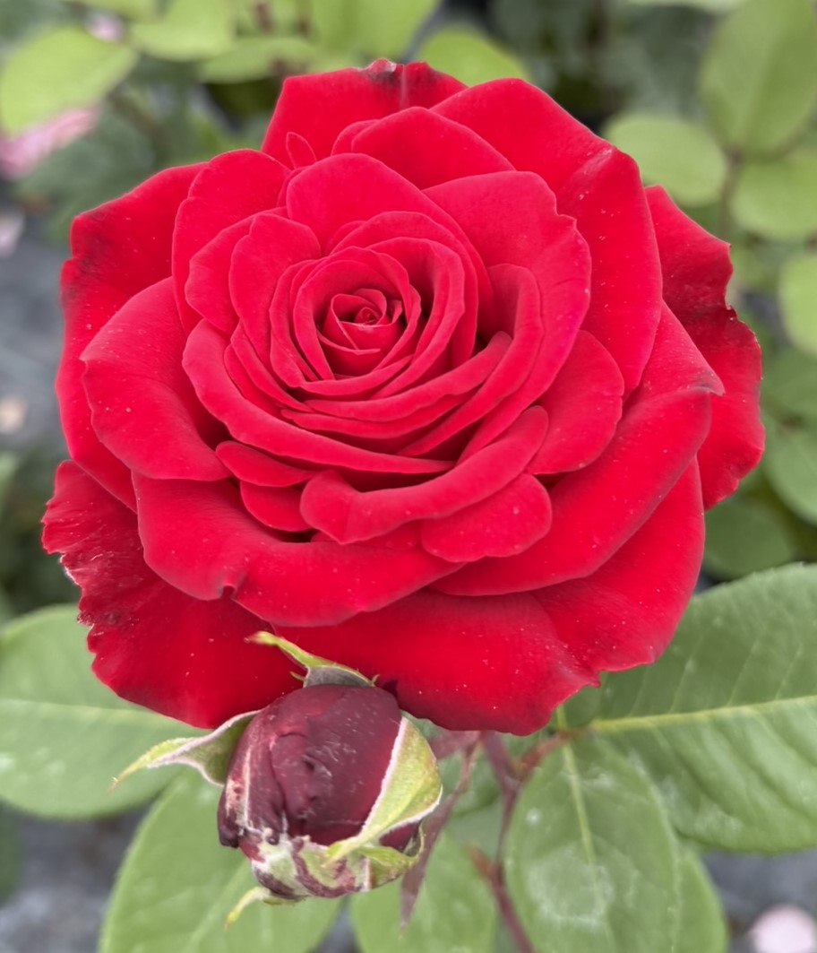 Róża wielkokwiatowa – LADY IN ROSSO