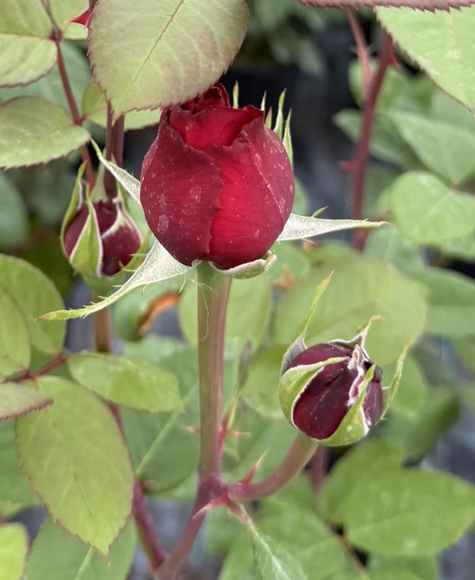 Róża wielkokwiatowa – LADY IN ROSSO