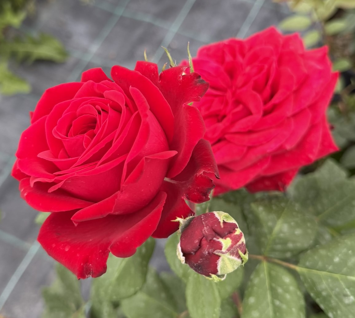 Róża wielkokwiatowa – LADY IN ROSSO