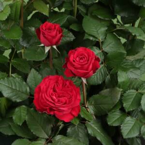 Róża wielkokwiatowa - LADY IN ROSSO