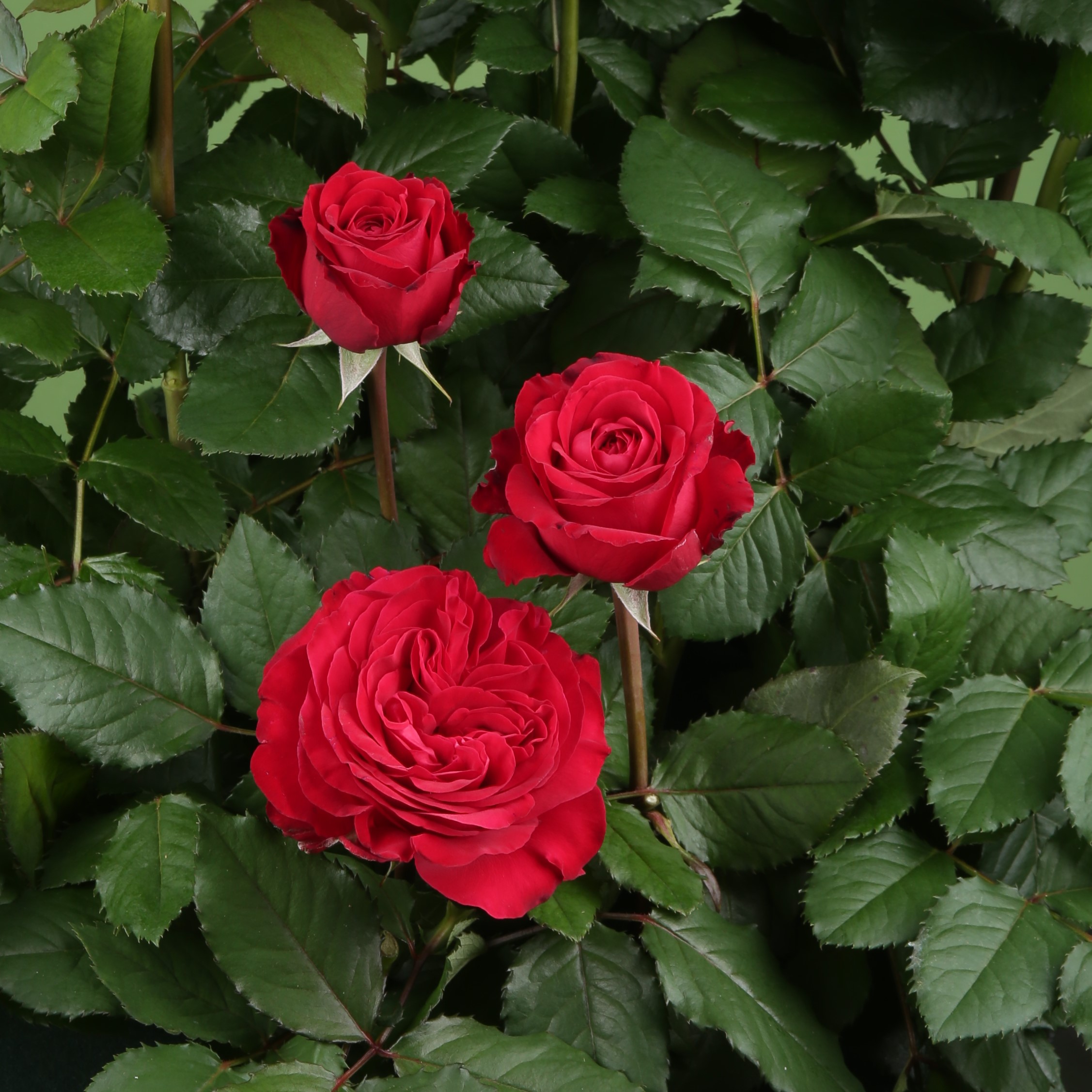  Róża wielkokwiatowa – LADY IN ROSSO