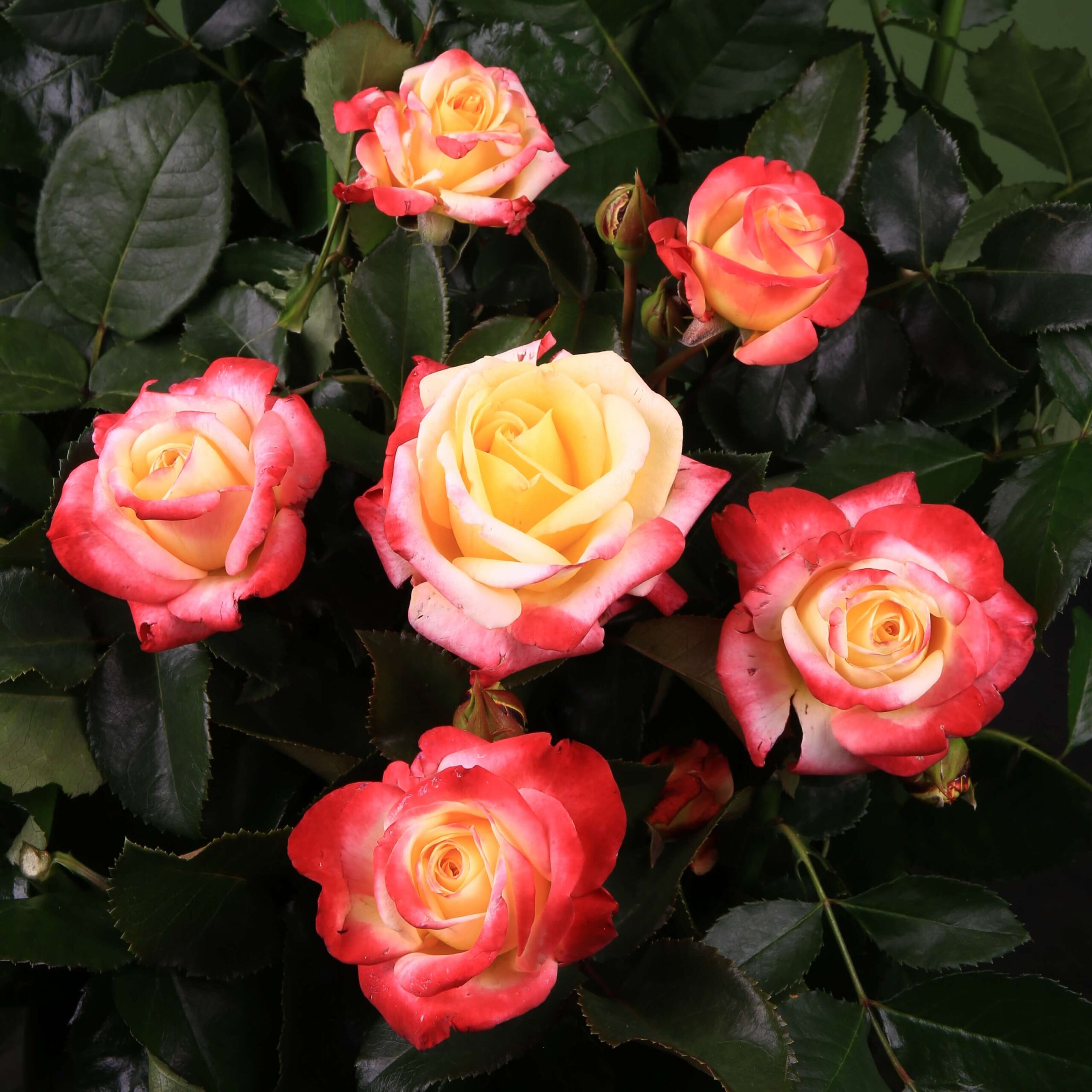  Róża wielkokwiatowa – LIPSTICK LADY