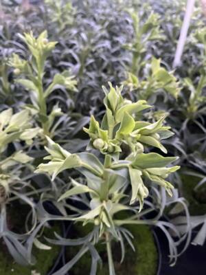 Ciemiernik cuchnący 'Vogezen'