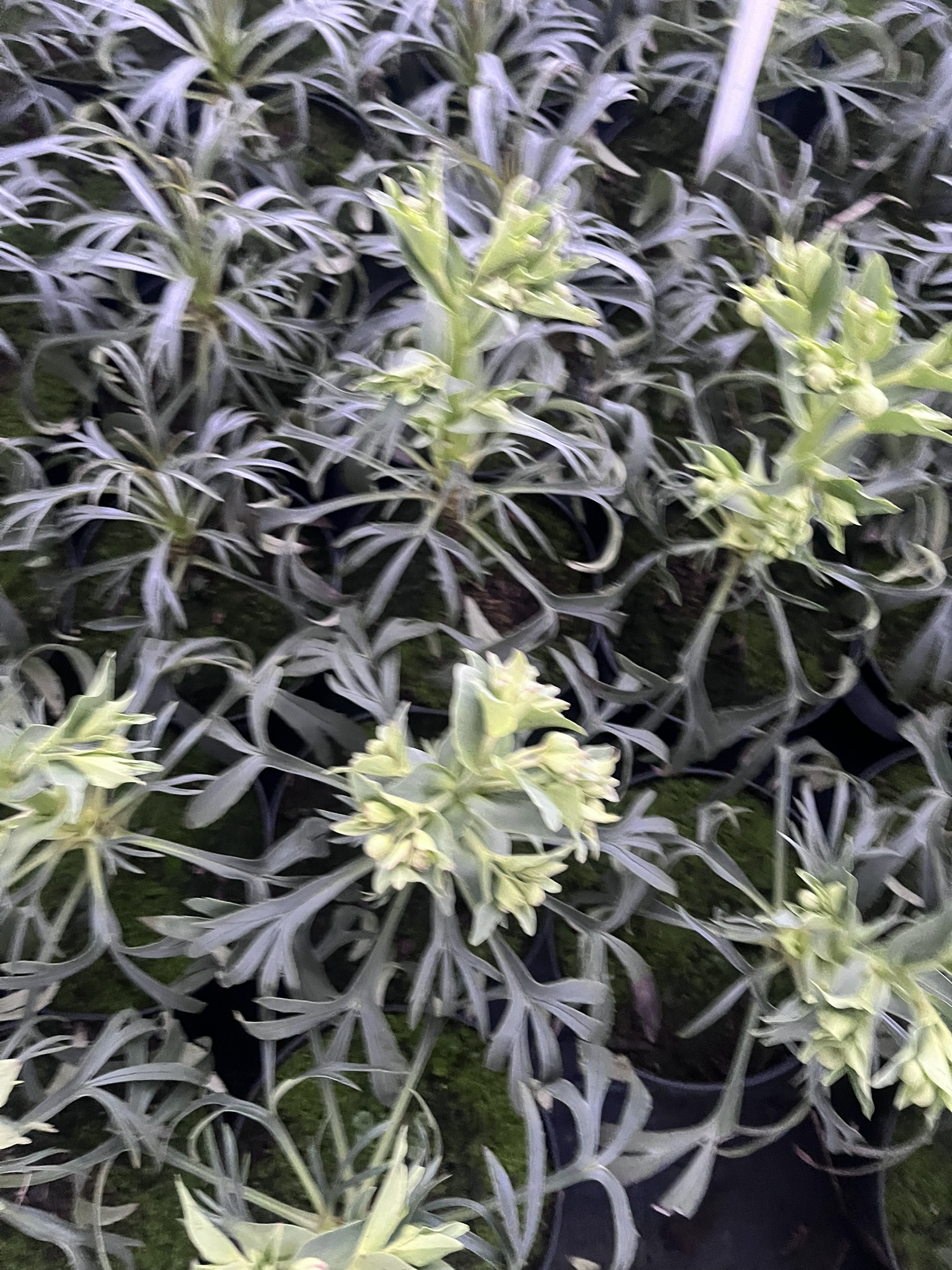 Ciemiernik cuchnący 'Vogezen’