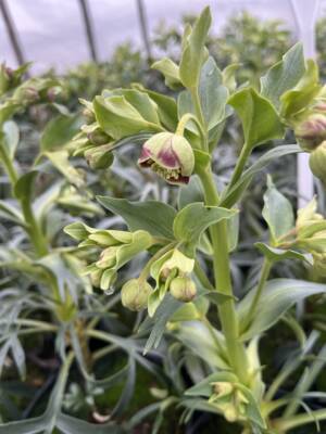 Ciemiernik cuchnący 'Vogezen'