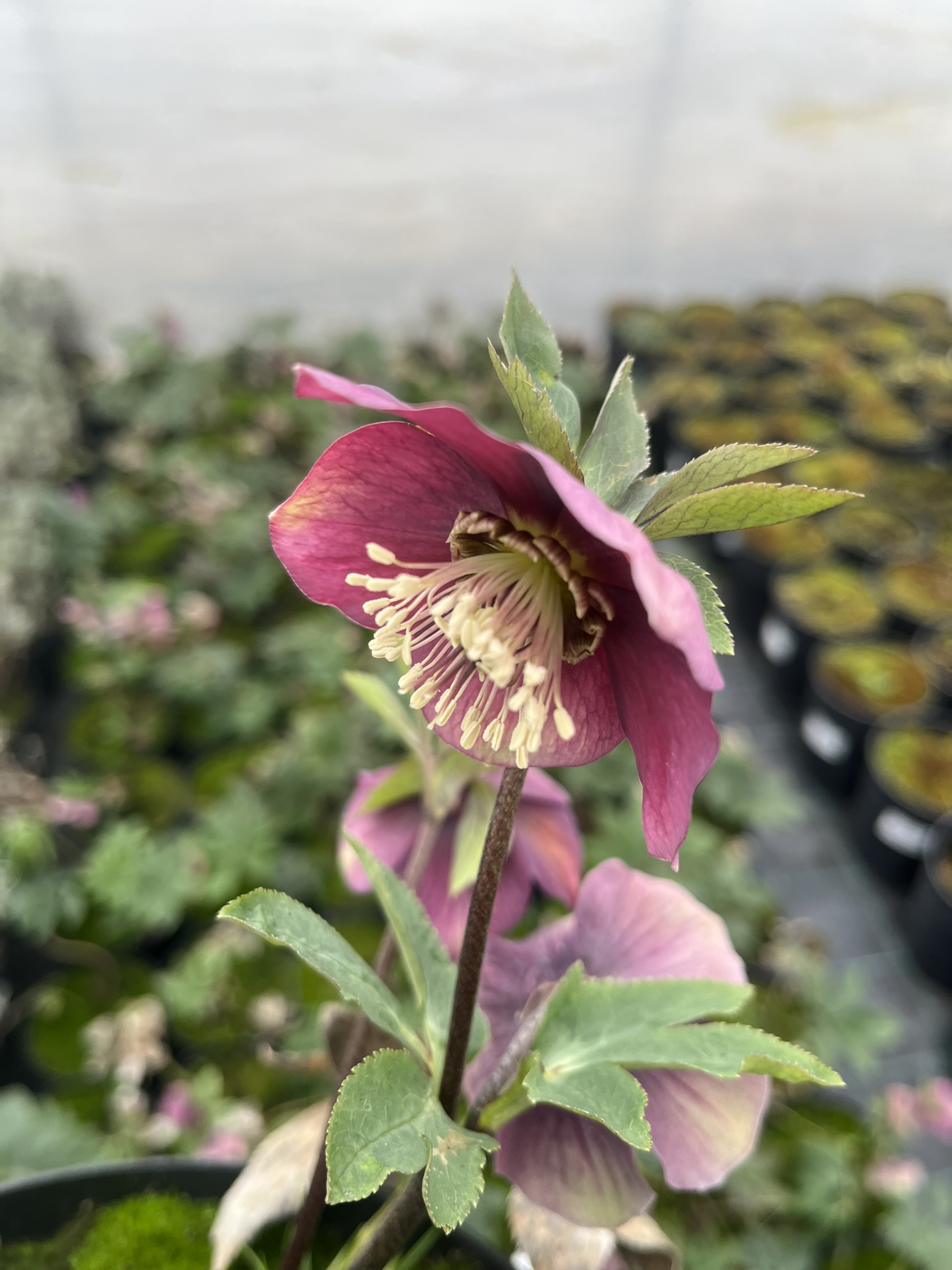 Ciemiernik rdzawoczerwonawy