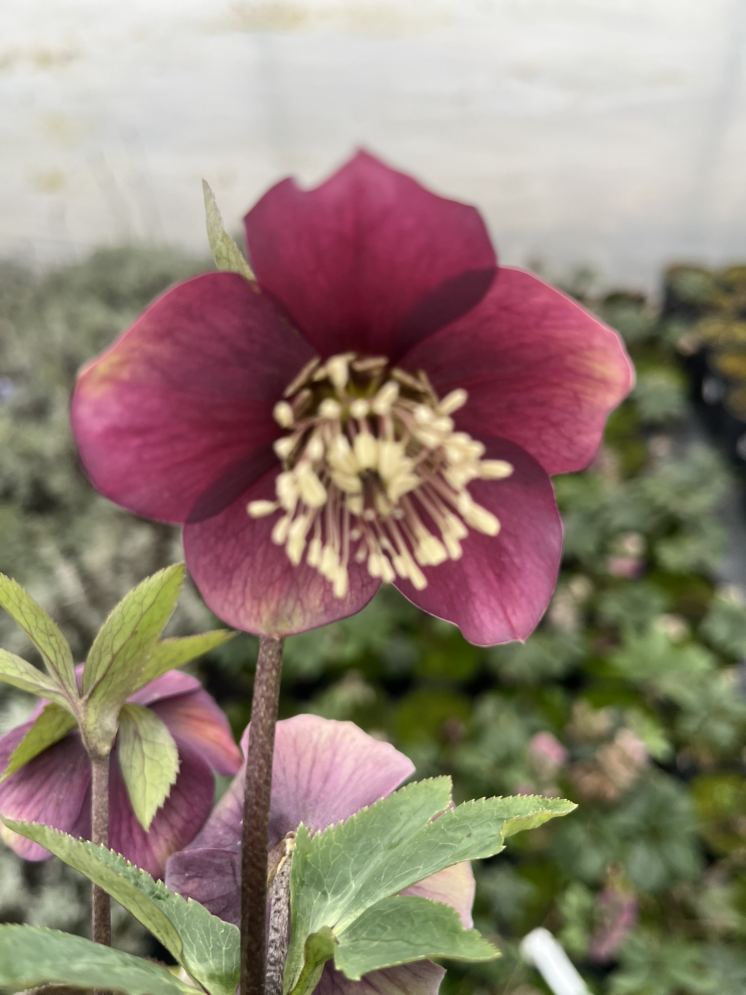 Ciemiernik rdzawoczerwonawy