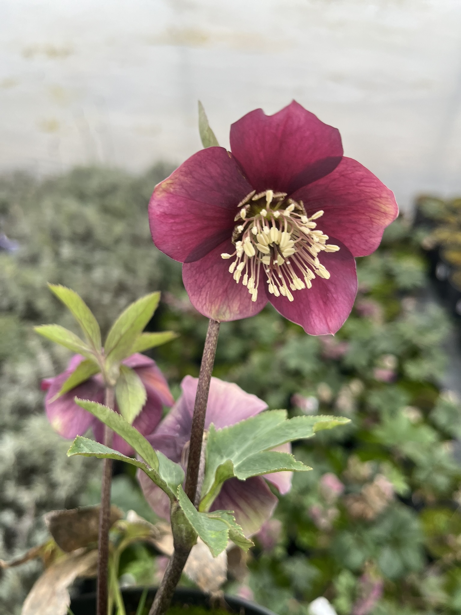 Ciemiernik rdzawoczerwonawy