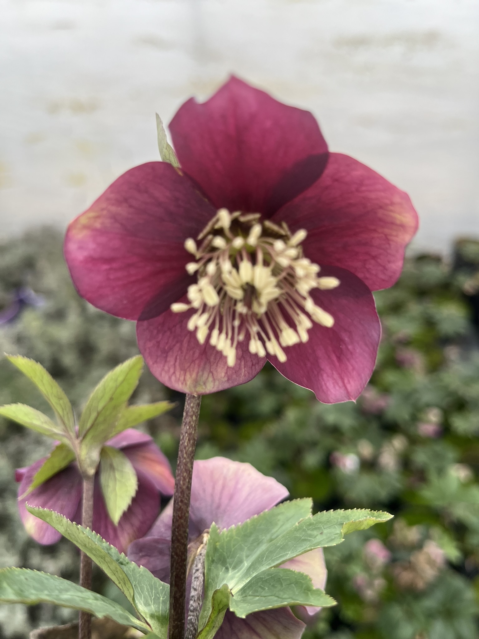 Ciemiernik rdzawoczerwonawy