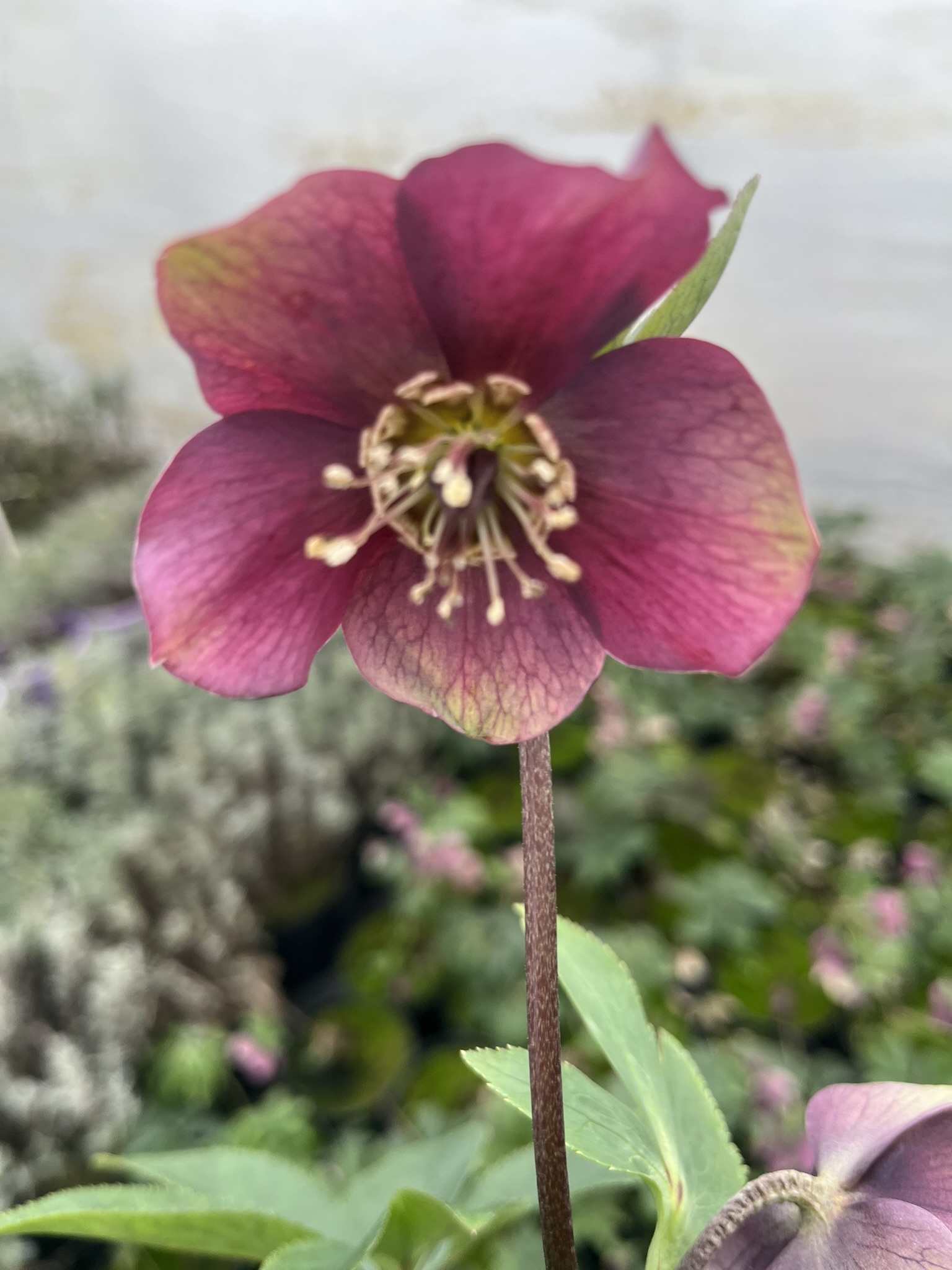 Ciemiernik rdzawoczerwonawy