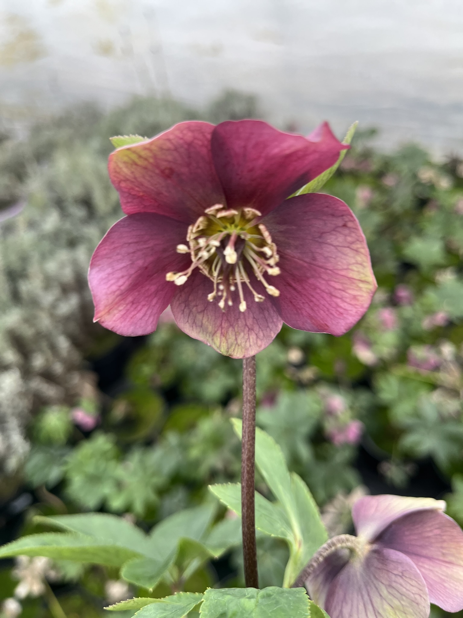 Ciemiernik rdzawoczerwonawy