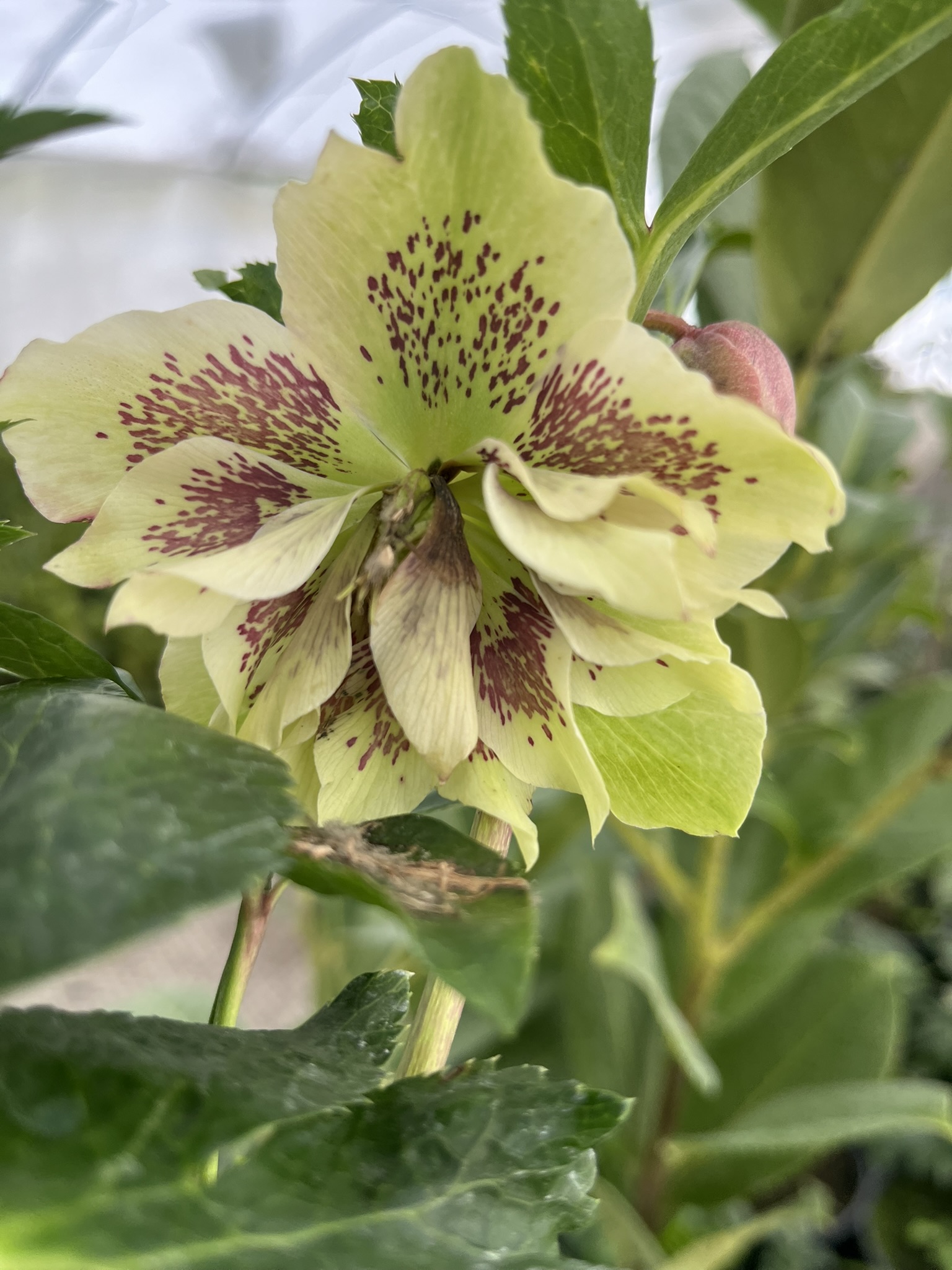 Ciemiernik wschodni D.E. 'White Spotted’