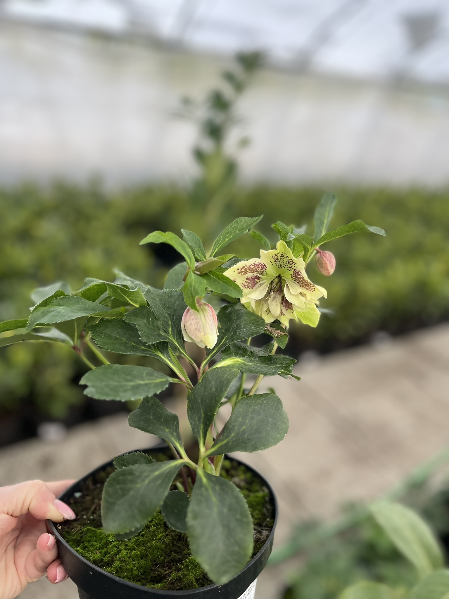 Ciemiernik wschodni D.E. 'White Spotted’