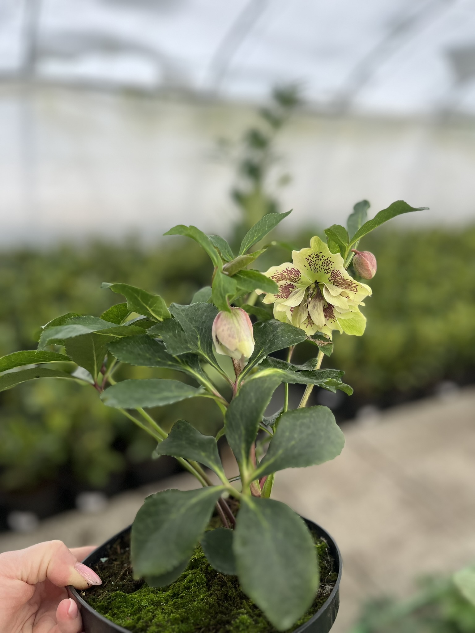 Ciemiernik wschodni D.E. 'White Spotted’