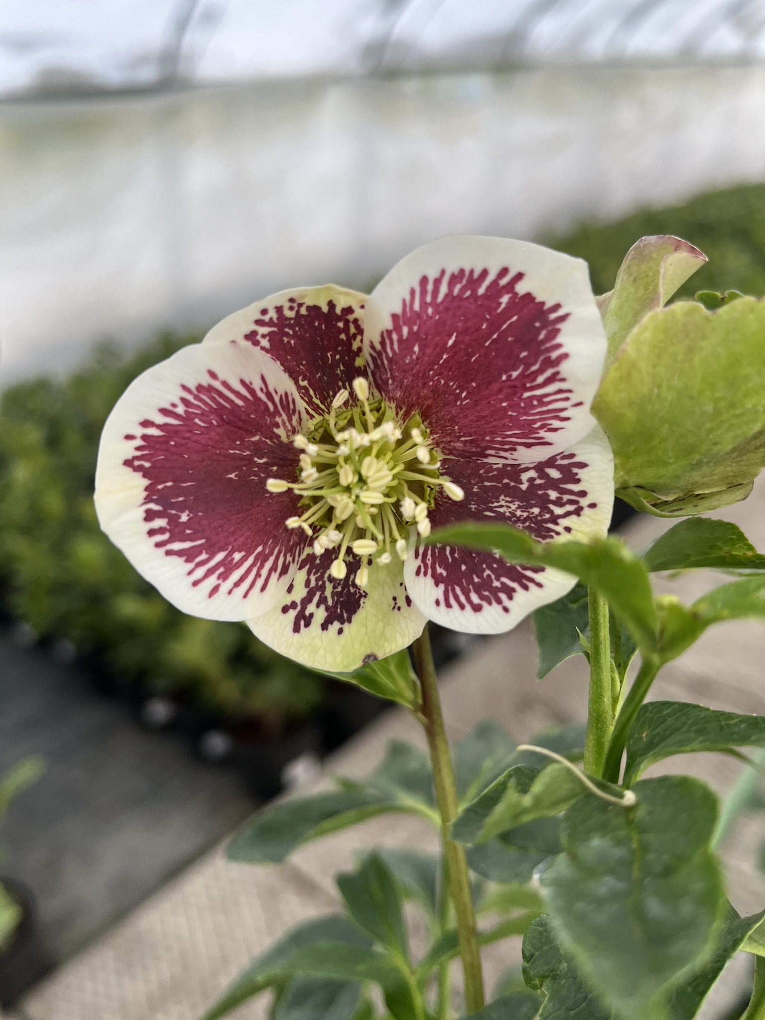 Ciemiernik wschodni PE 'White Spotted’