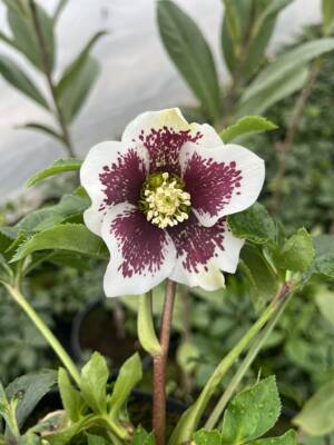 Ciemiernik wschodni PE 'White Spotted'