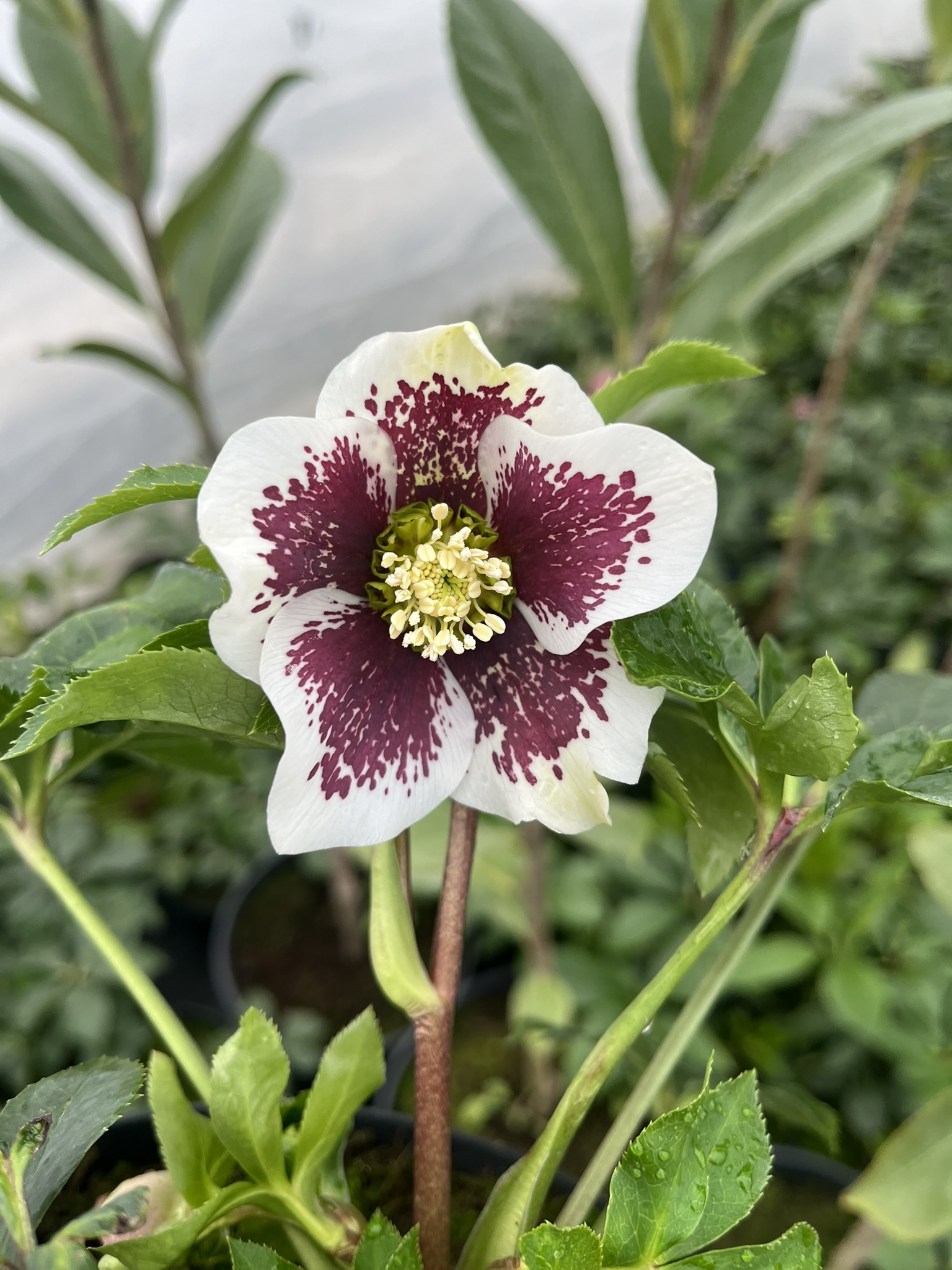 Ciemiernik wschodni PE 'White Spotted’