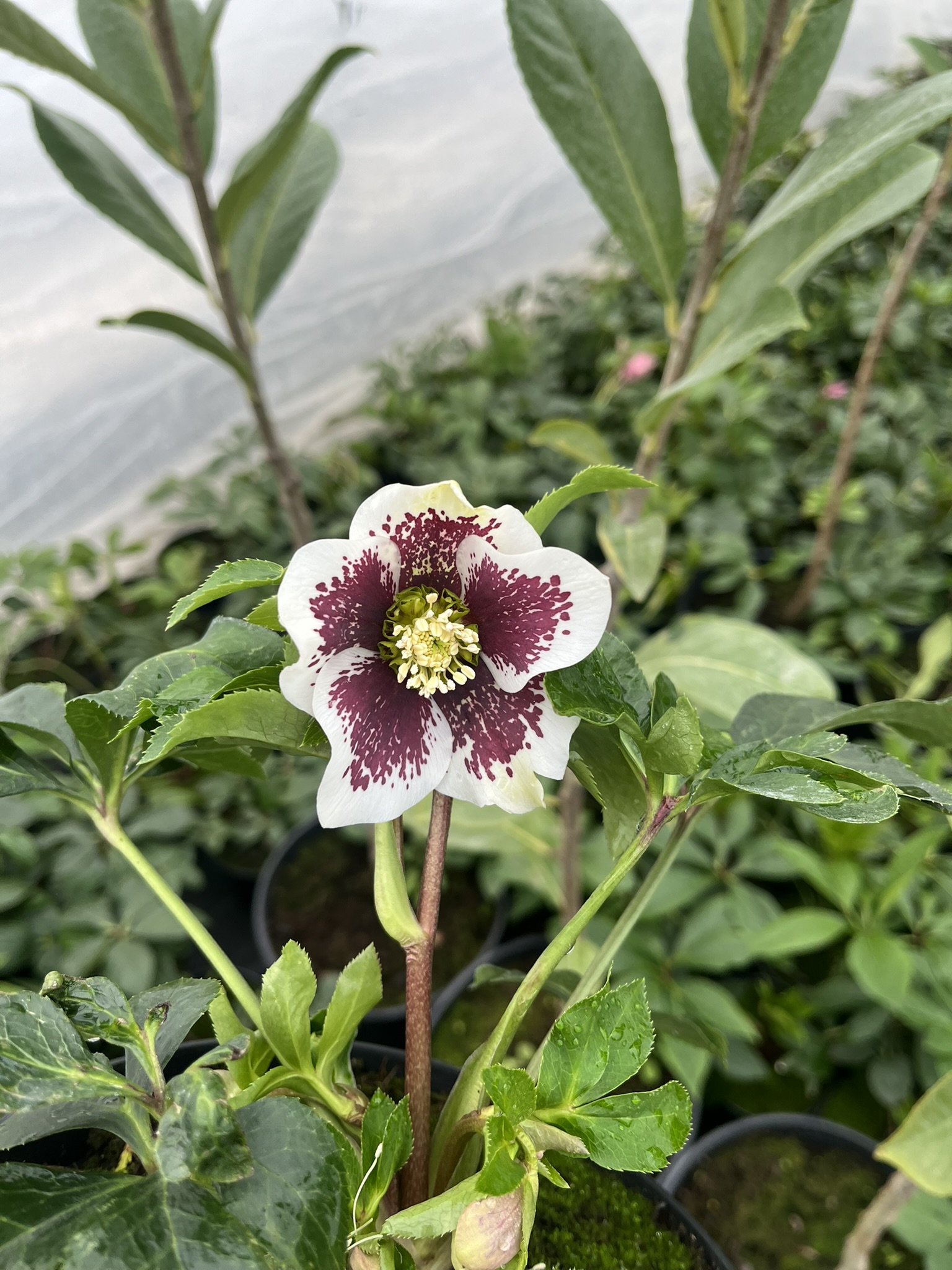 Ciemiernik wschodni PE 'White Spotted’