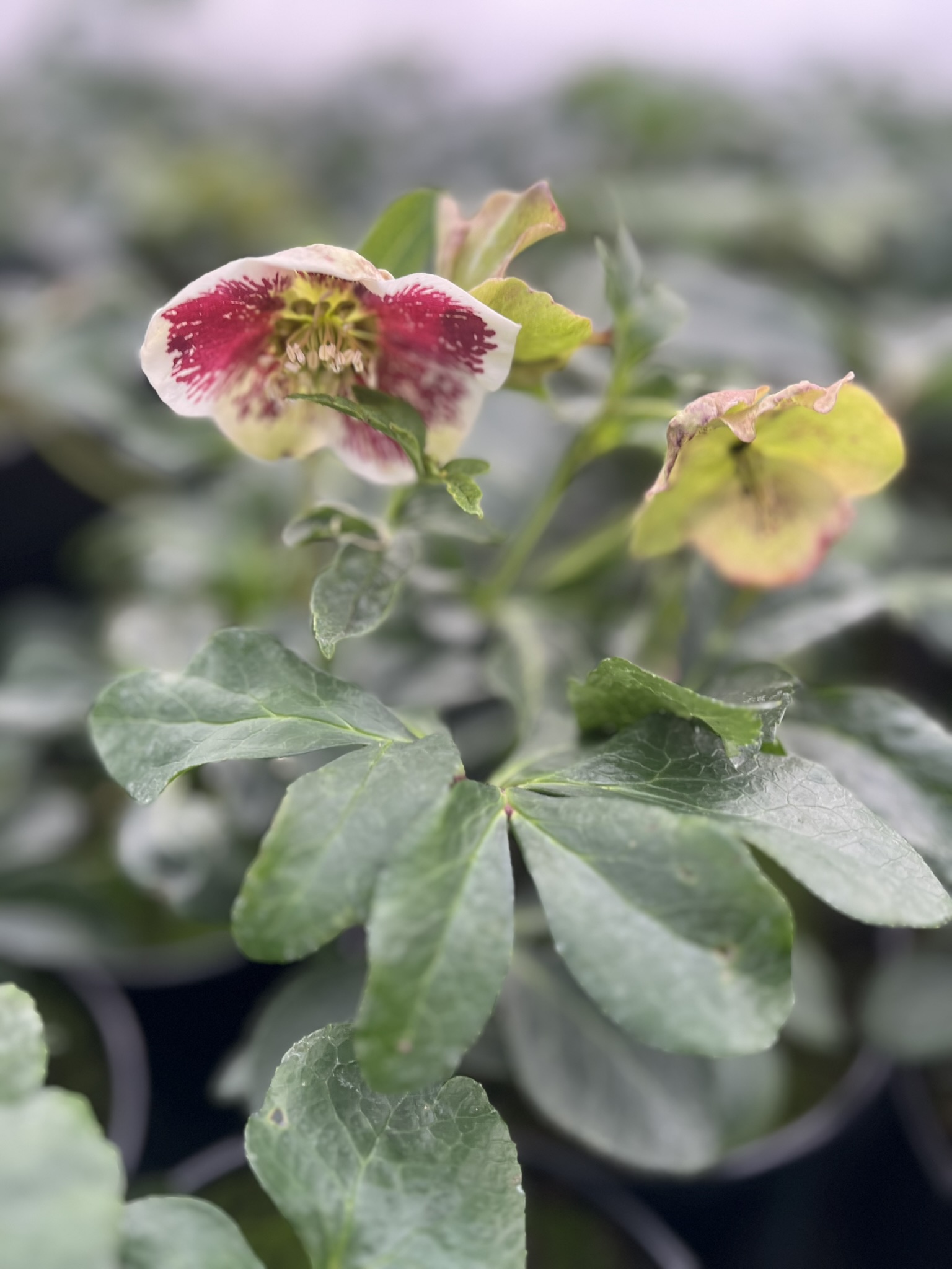 Ciemiernik wschodni PE 'White Spotted’