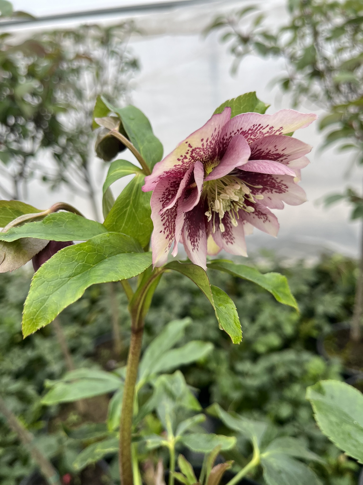 Ciemiernik wschodni D.E. 'Pink Spotted’