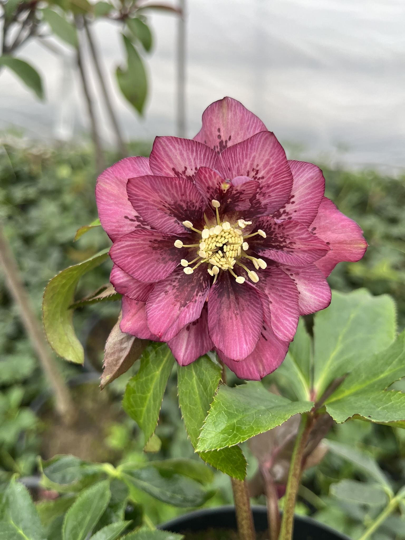 Ciemiernik wschodni D.E. 'Pink Spotted’