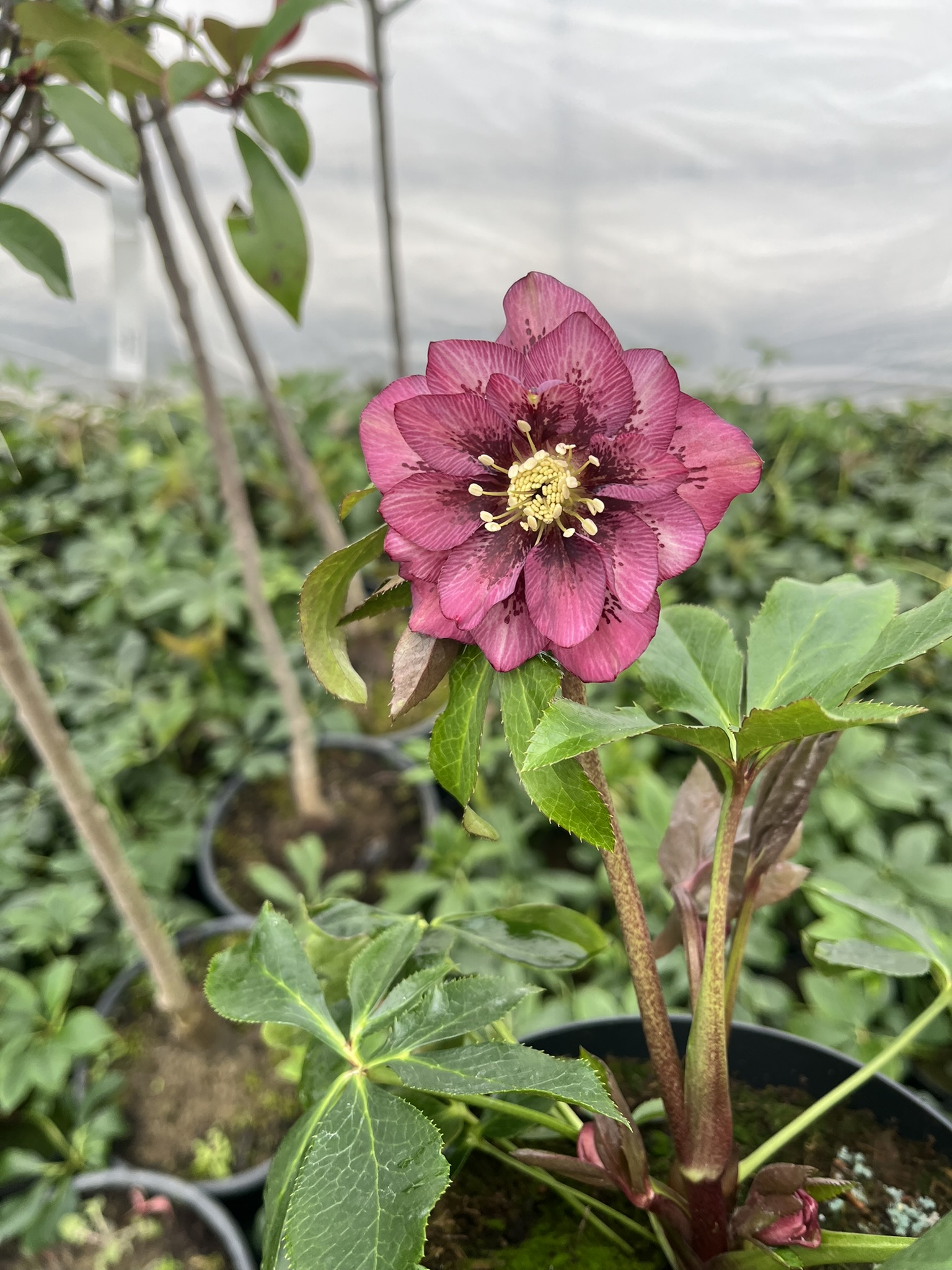 Ciemiernik wschodni D.E. 'Pink Spotted’