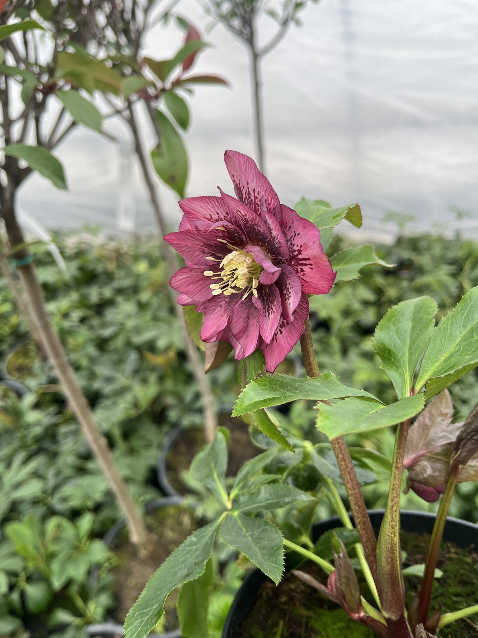 Ciemiernik wschodni D.E. 'Pink Spotted’