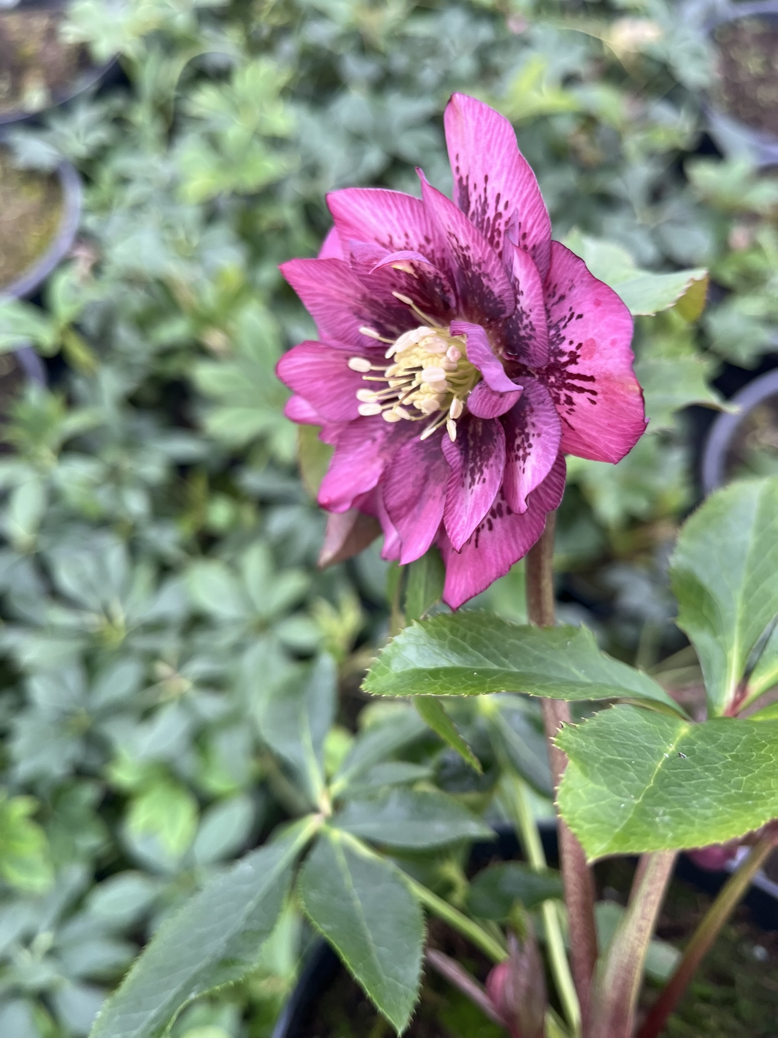 Ciemiernik wschodni D.E. 'Pink Spotted’