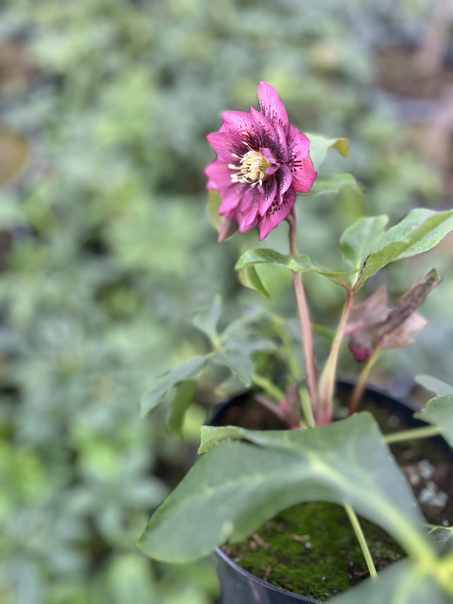 Ciemiernik wschodni D.E. 'Pink Spotted’