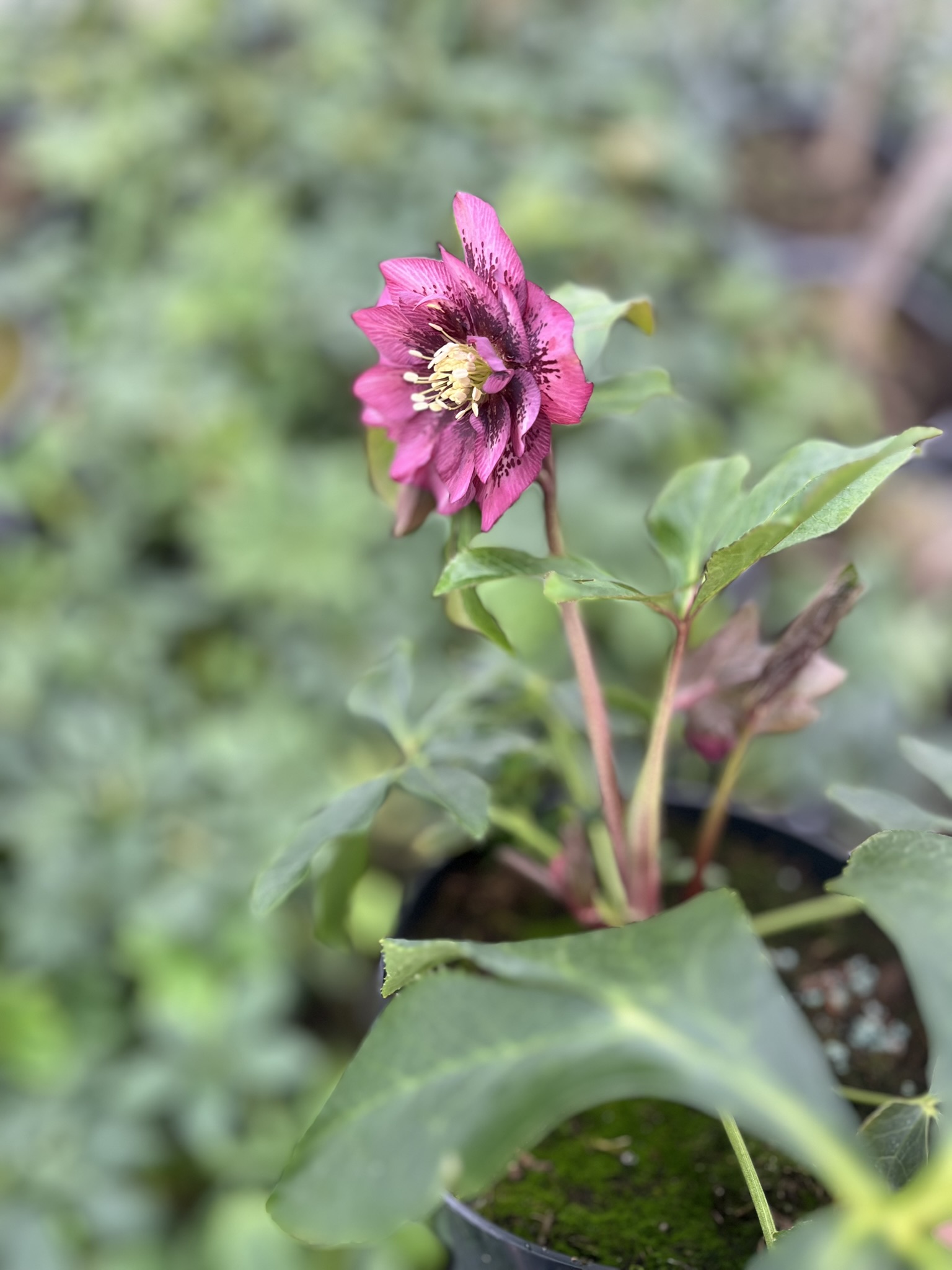 Ciemiernik wschodni D.E. 'Pink Spotted’