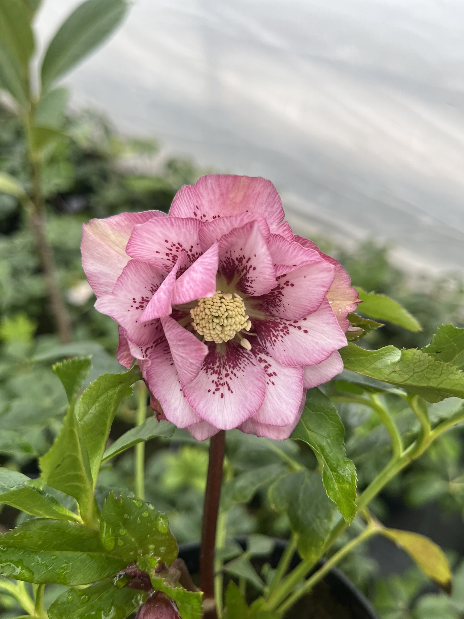 Ciemiernik wschodni D.E. 'Pink Spotted’
