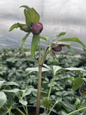 Ciemiernik wschodni D.E. 'Pink Spotted'