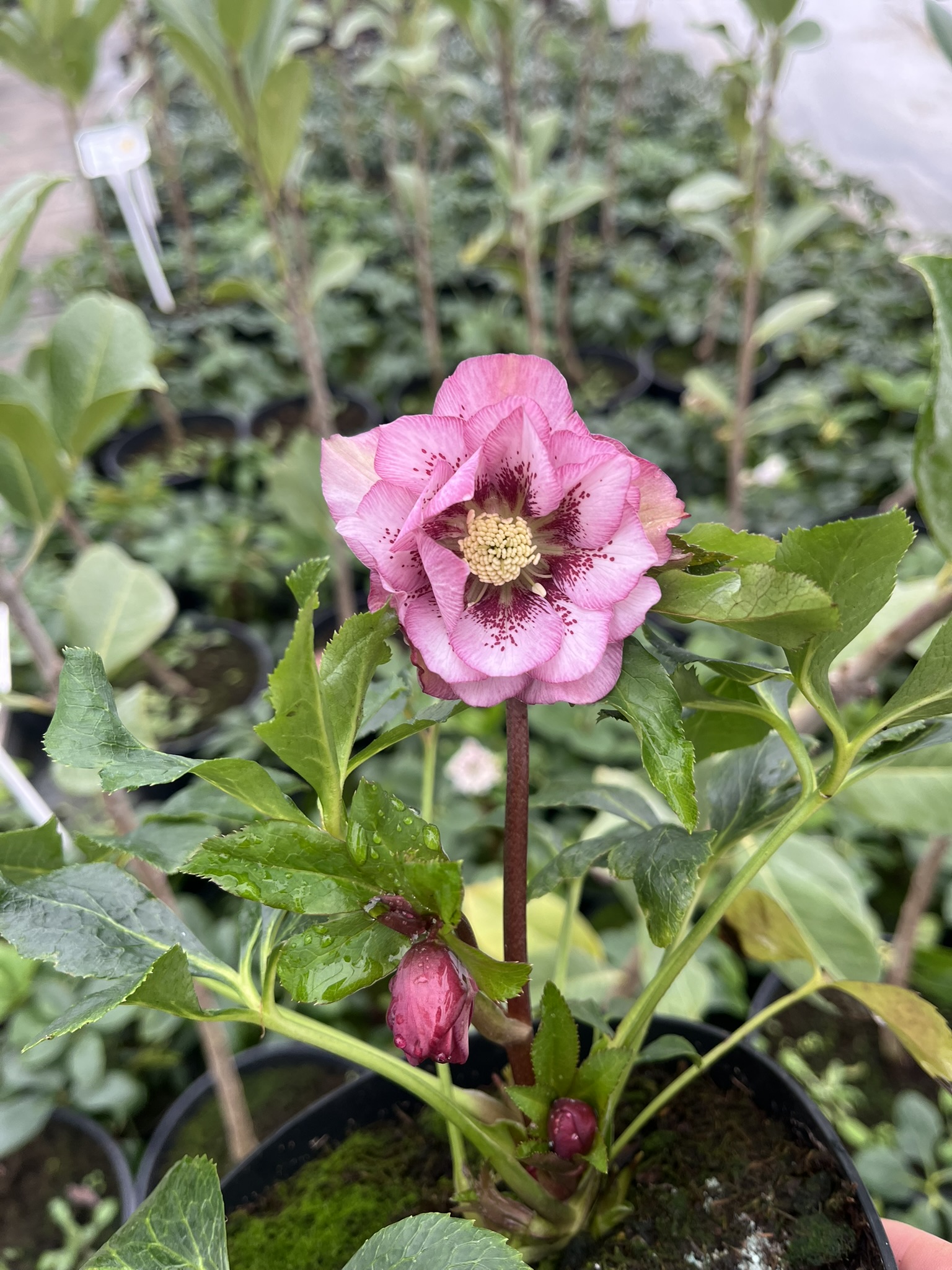 Ciemiernik wschodni D.E. 'Pink Spotted’