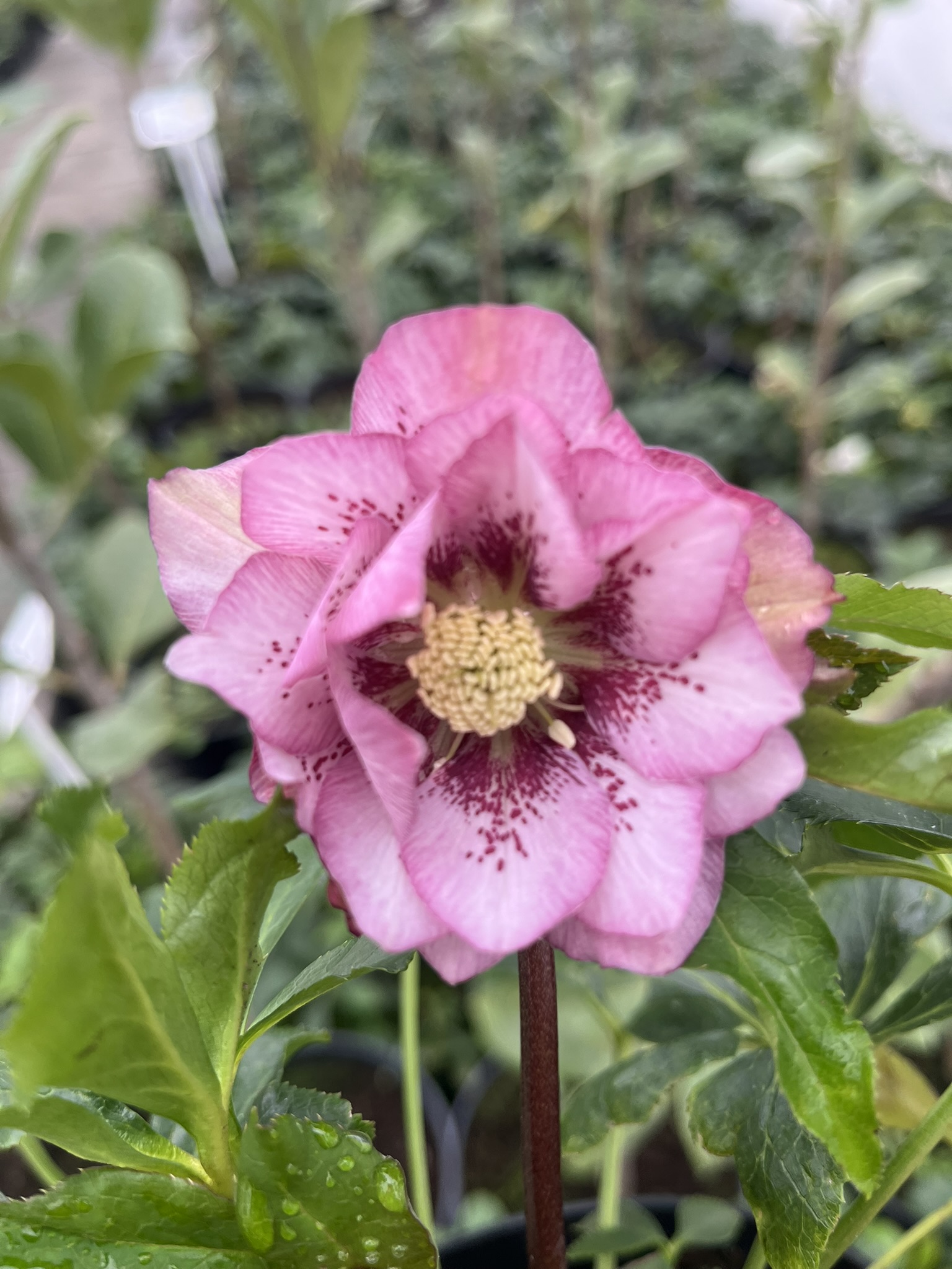 Ciemiernik wschodni D.E. 'Pink Spotted’