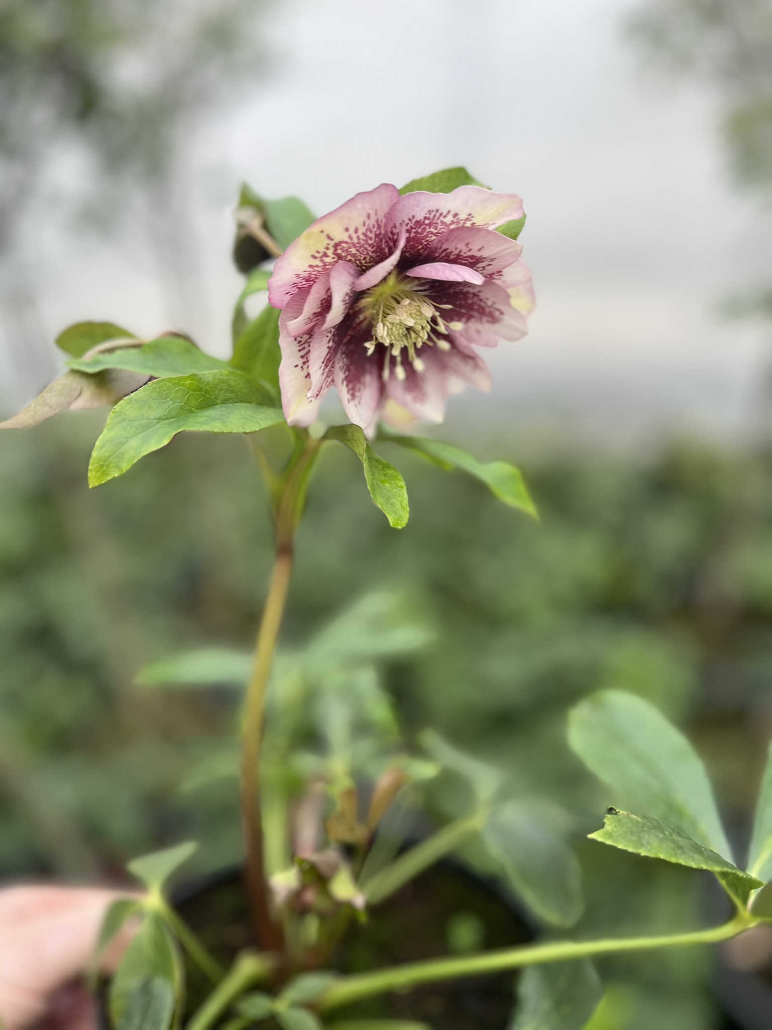 Ciemiernik wschodni D.E. 'Pink Spotted’