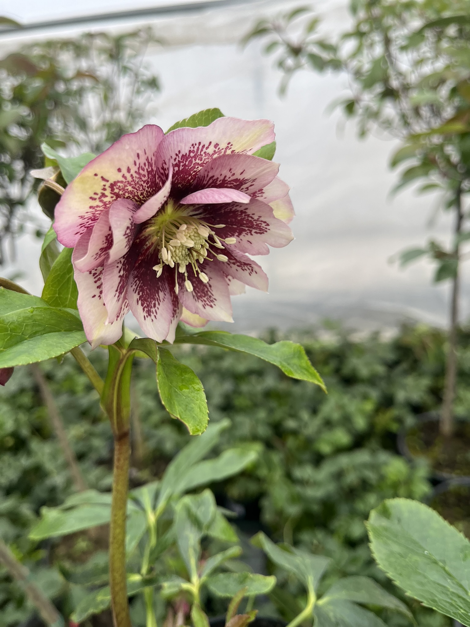 Ciemiernik wschodni D.E. 'Pink Spotted’