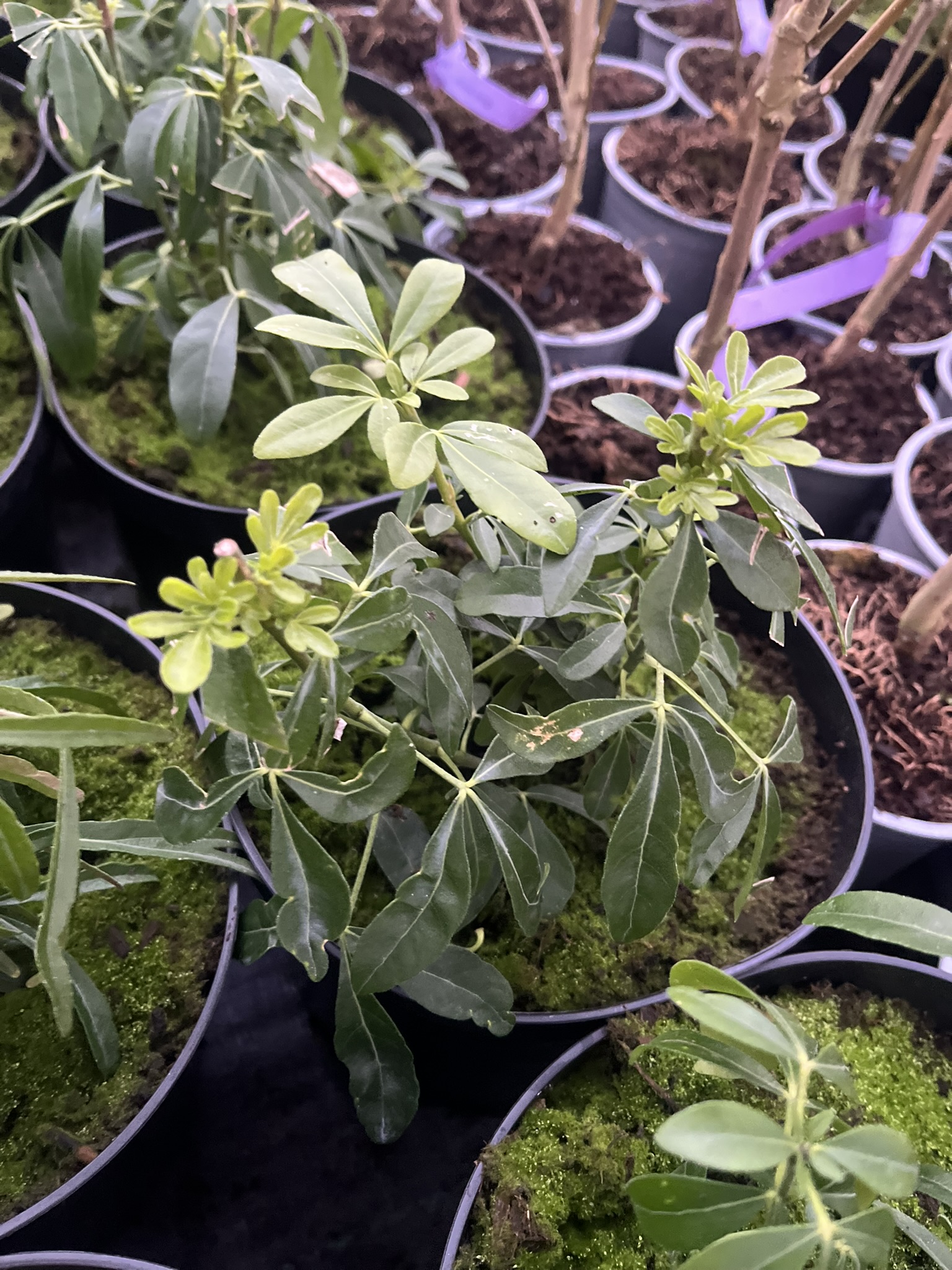 Czojsia trójlistkowa