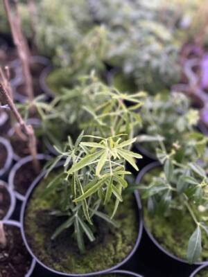 Czojsia Perłowa 'Aztec Pearl'