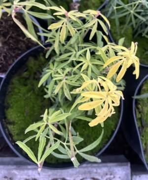 Czojsia trójlistkowa 'Goldfinger'