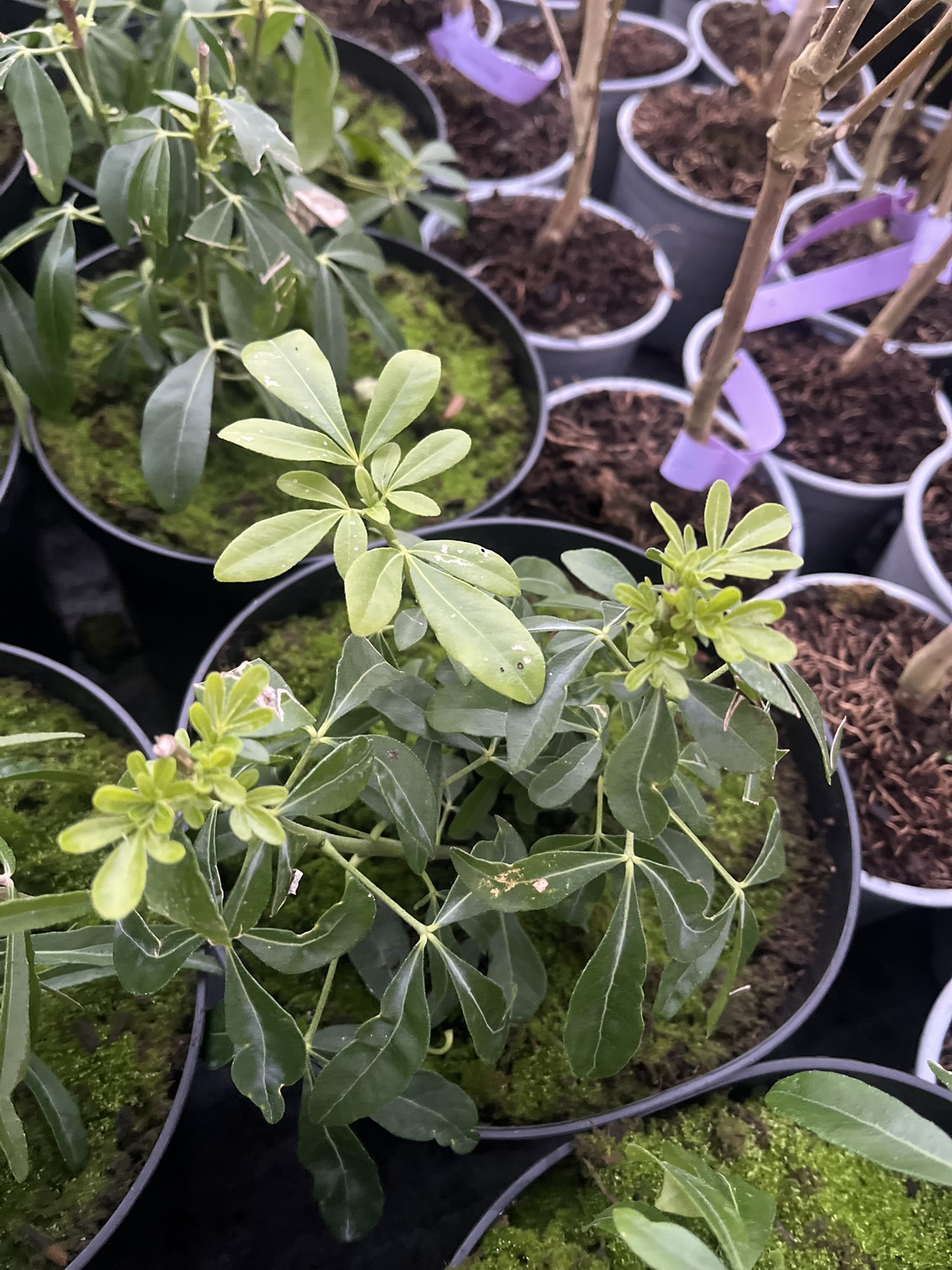 Czojsia trójlistkowa