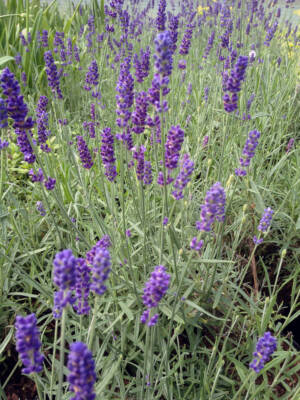 Lawenda wąskolistna 'HIDCOTE'