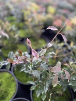 Jaśmin gwiazdkowy 'Pink Showers'