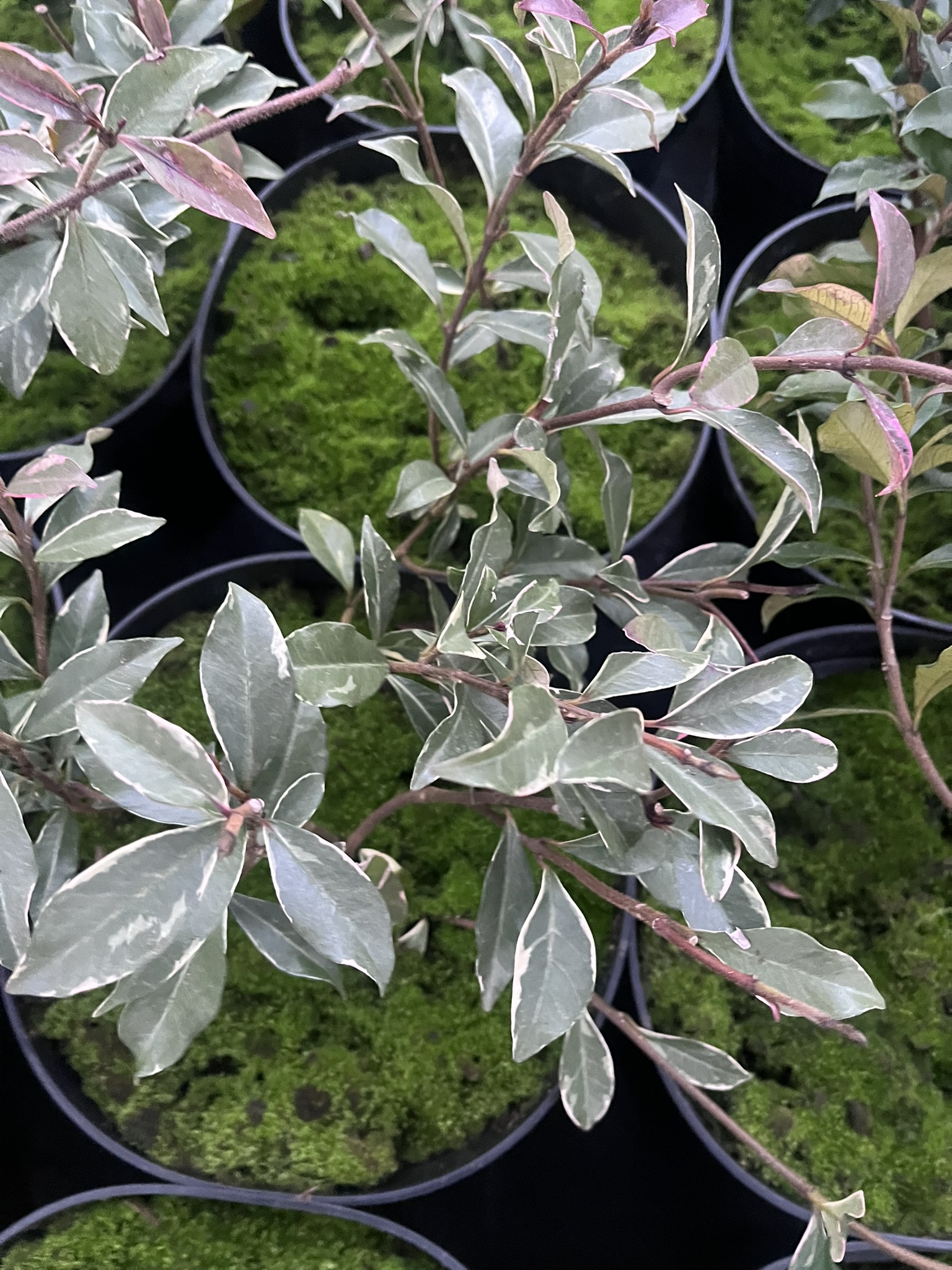 Jaśmin gwiazdkowy 'Variegatum’