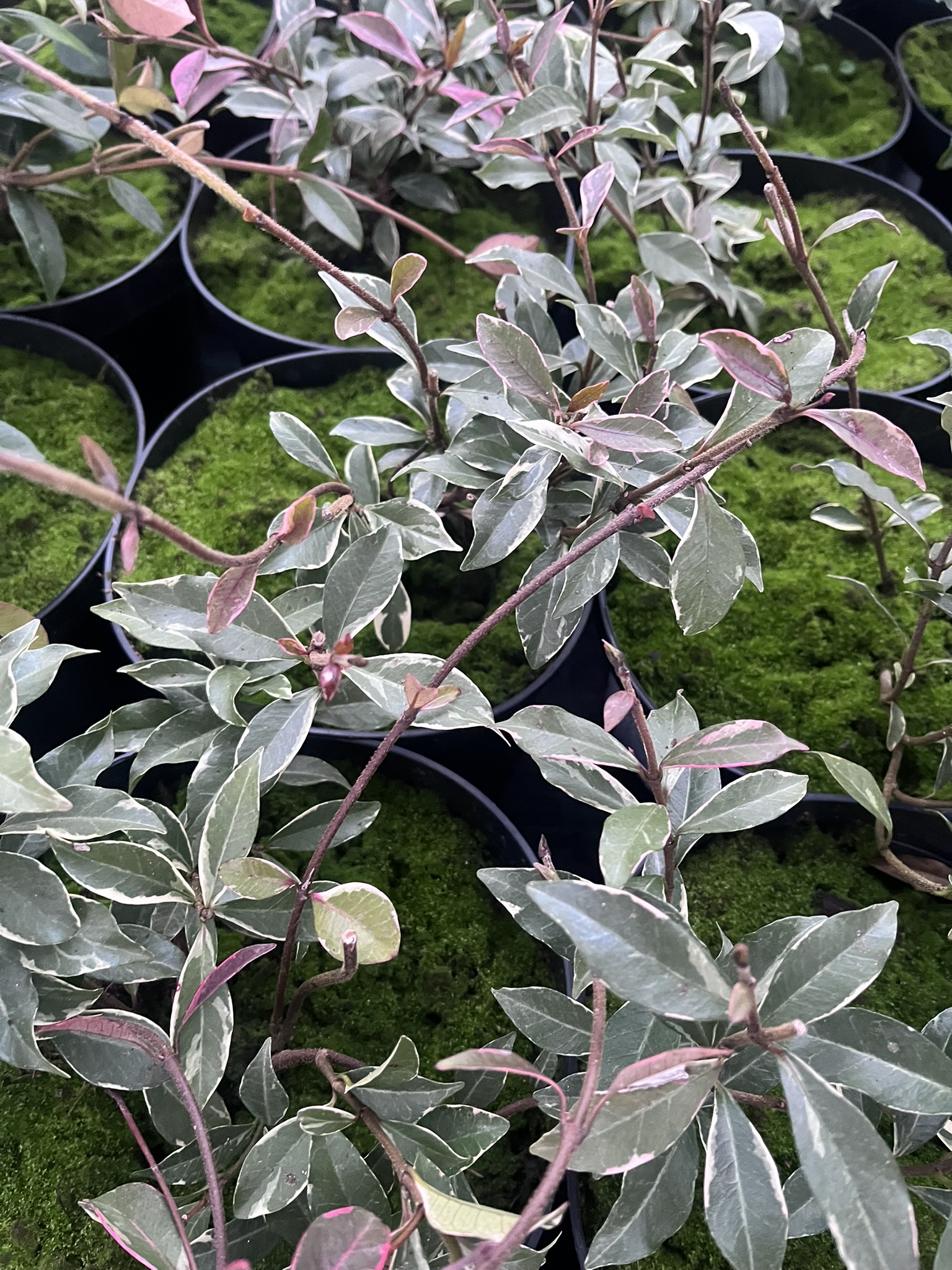 Jaśmin gwiazdkowy 'Variegatum’