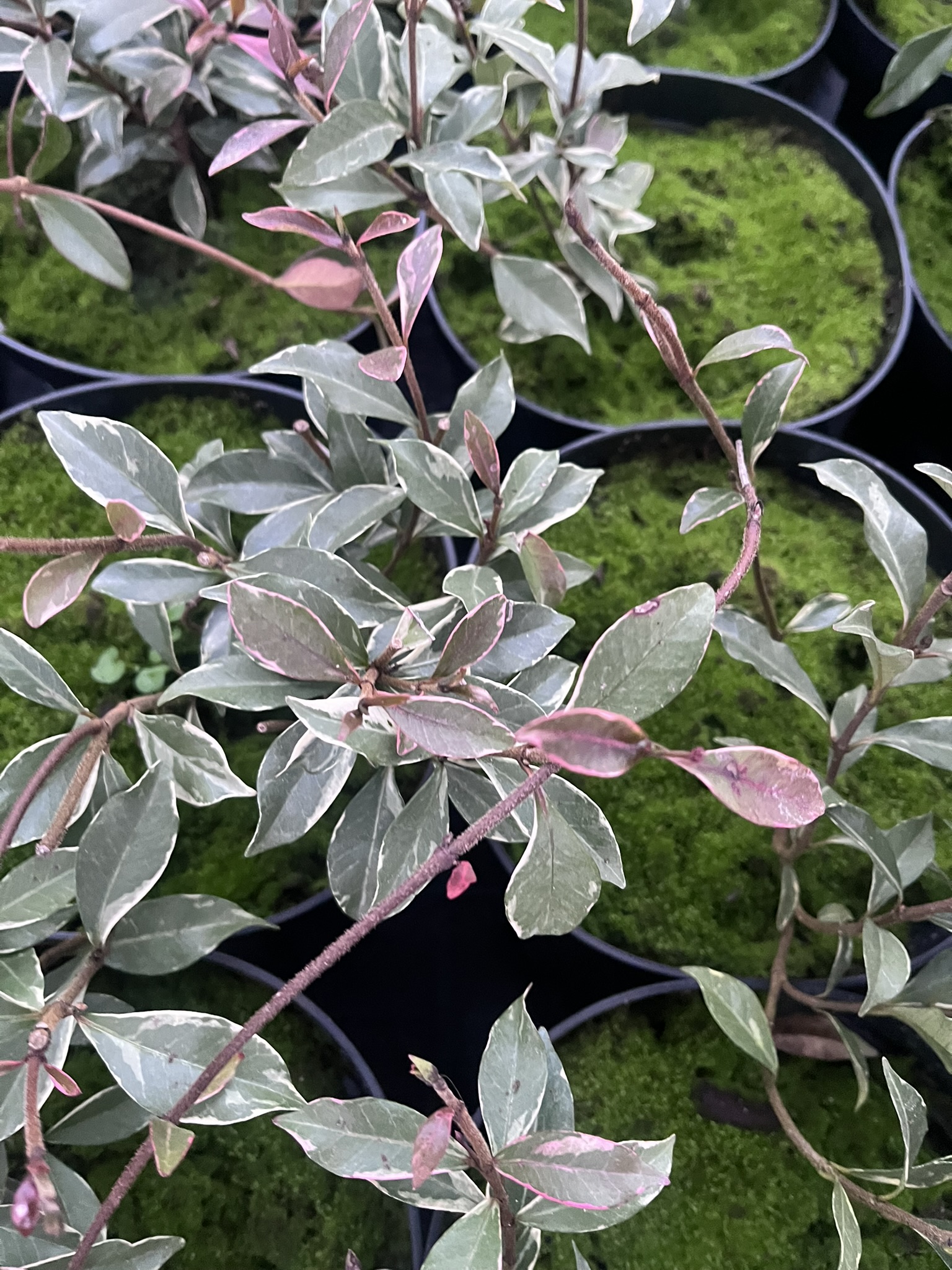 Jaśmin gwiazdkowy 'Variegatum’